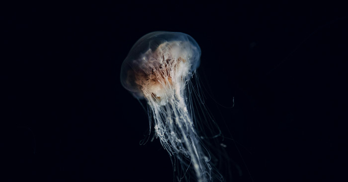 Set zum Freitag #421 – 5RVZ