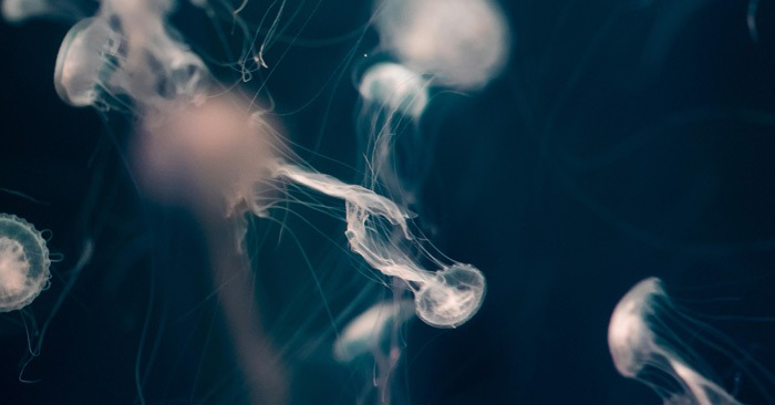 Set zum Freitag #427 – Toxido Mask